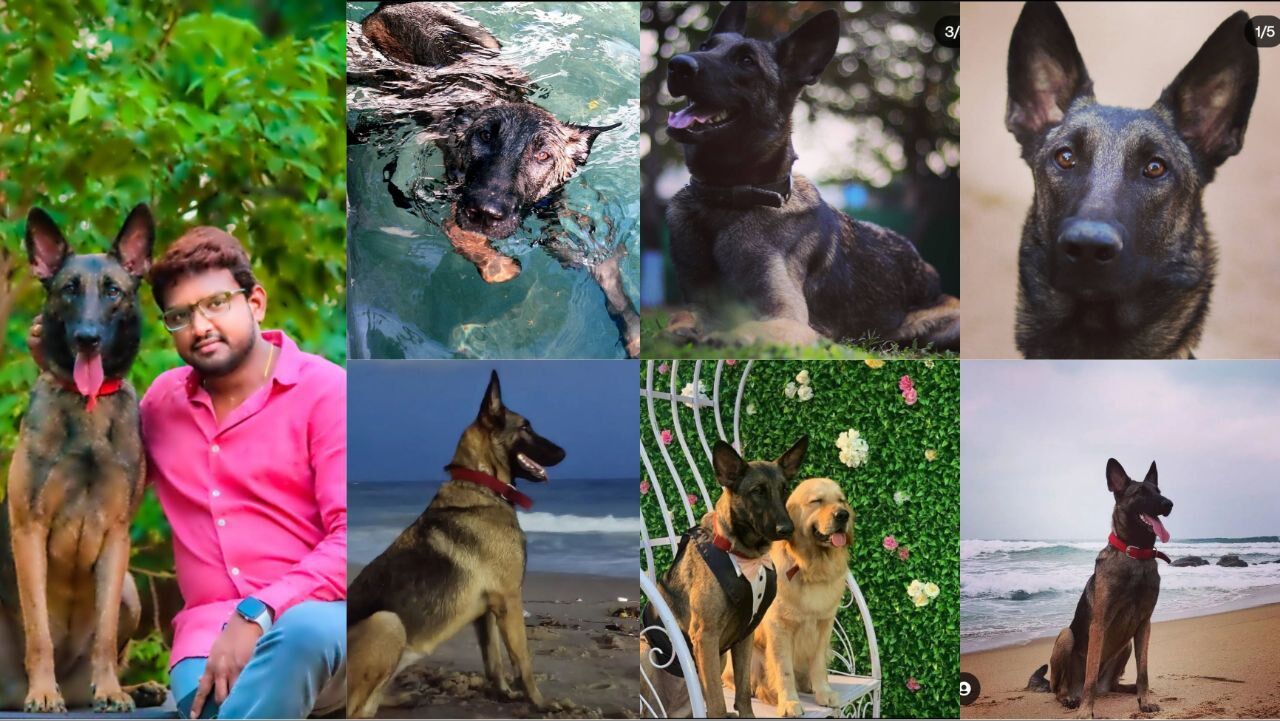 Max 2 shop dog breed