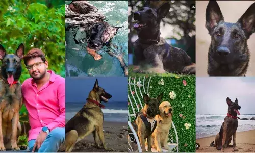 Meet Max aka Sasha, a Belgian Malinois dog that attained stardom after HIT-2