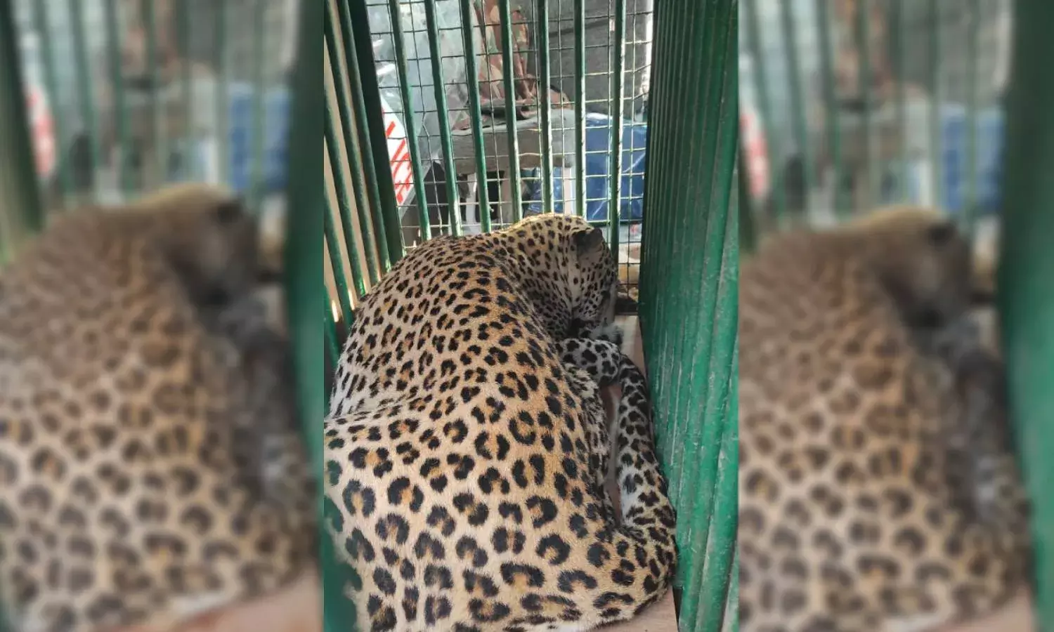 Leopard strays into Hetero Drugs plant in Sangareddy, captured