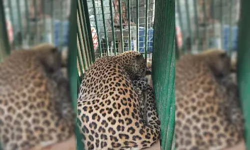 Leopard strays into Hetero Drugs plant in Sangareddy, captured