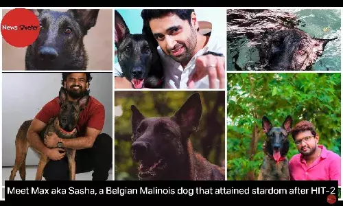 Meet Max aka Sasha, a Belgian Malinois dog that attained stardom after HIT-2