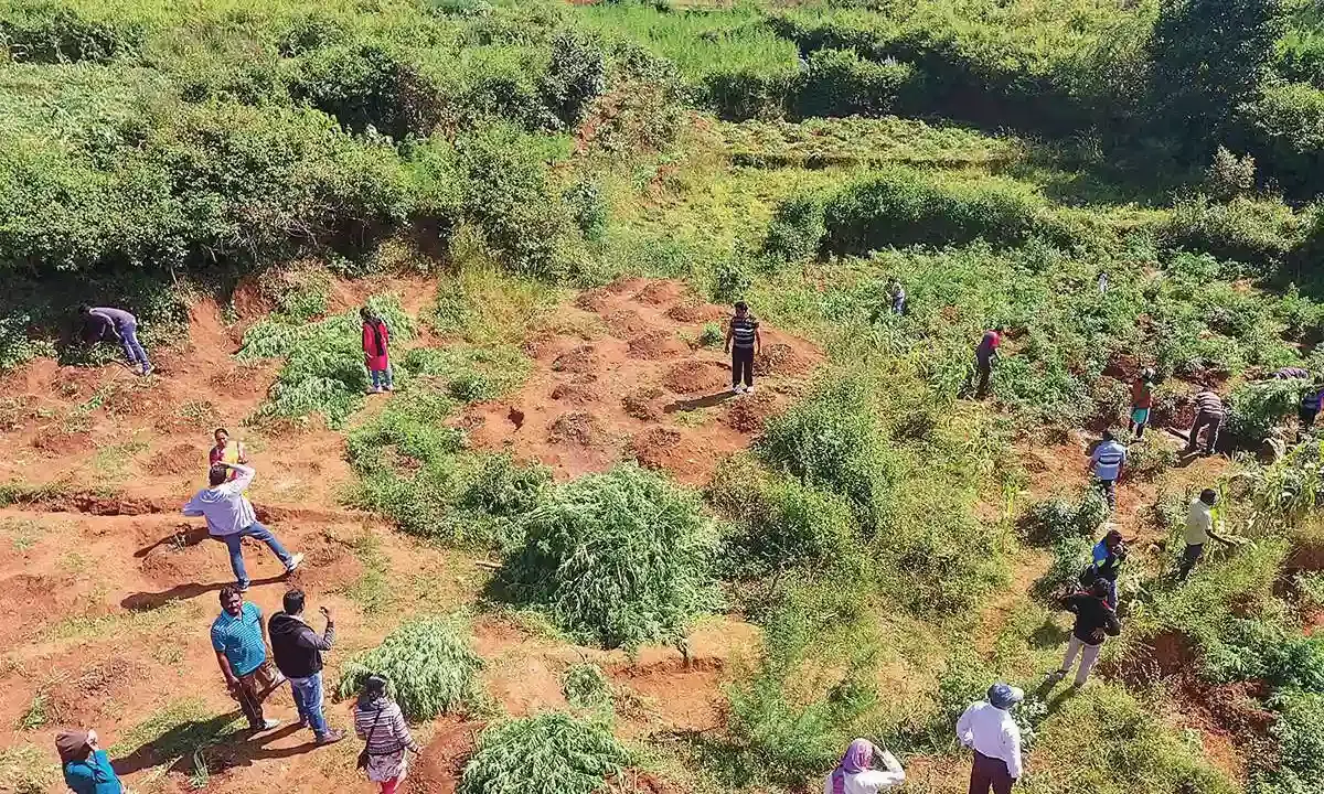 Expensive high: Ganja prices touch an all-time high in India