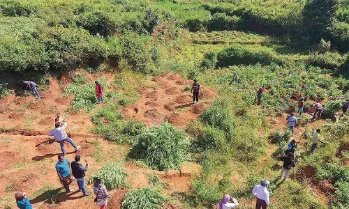 Expensive high: Ganja prices touch an all-time high in India