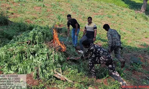 AP police to destroy over 3 lakh kgs of dry ganja, highest in the country