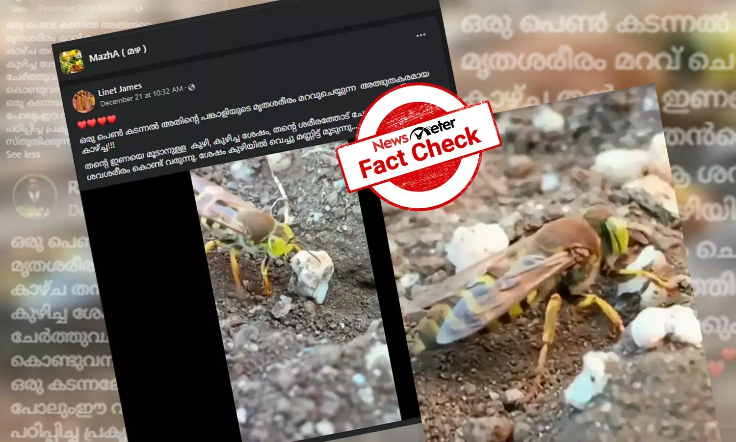 ഇണയുടെ മൃതശരീരം മറവുചെയ്യുന്ന കടന്നല്‍ -  വീഡിയോയുടെ വസ്തുതയറിയാം