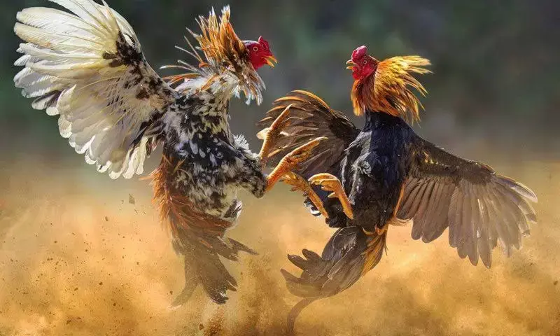 Peruvian to Aseel: Two lives lost; Rs 1,000 Cr riding on cockfights in Andhra