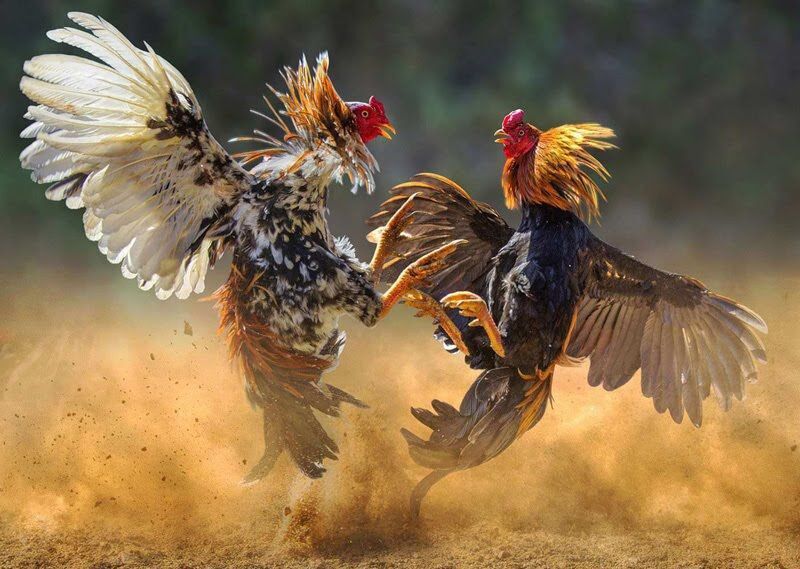 Roosters smuggled from US to Guam for cockfighting