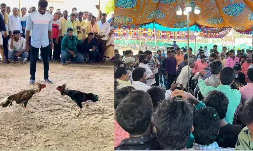 Rooster fights return to Andhra streets during 3 days Sankranti gaiety despite ban