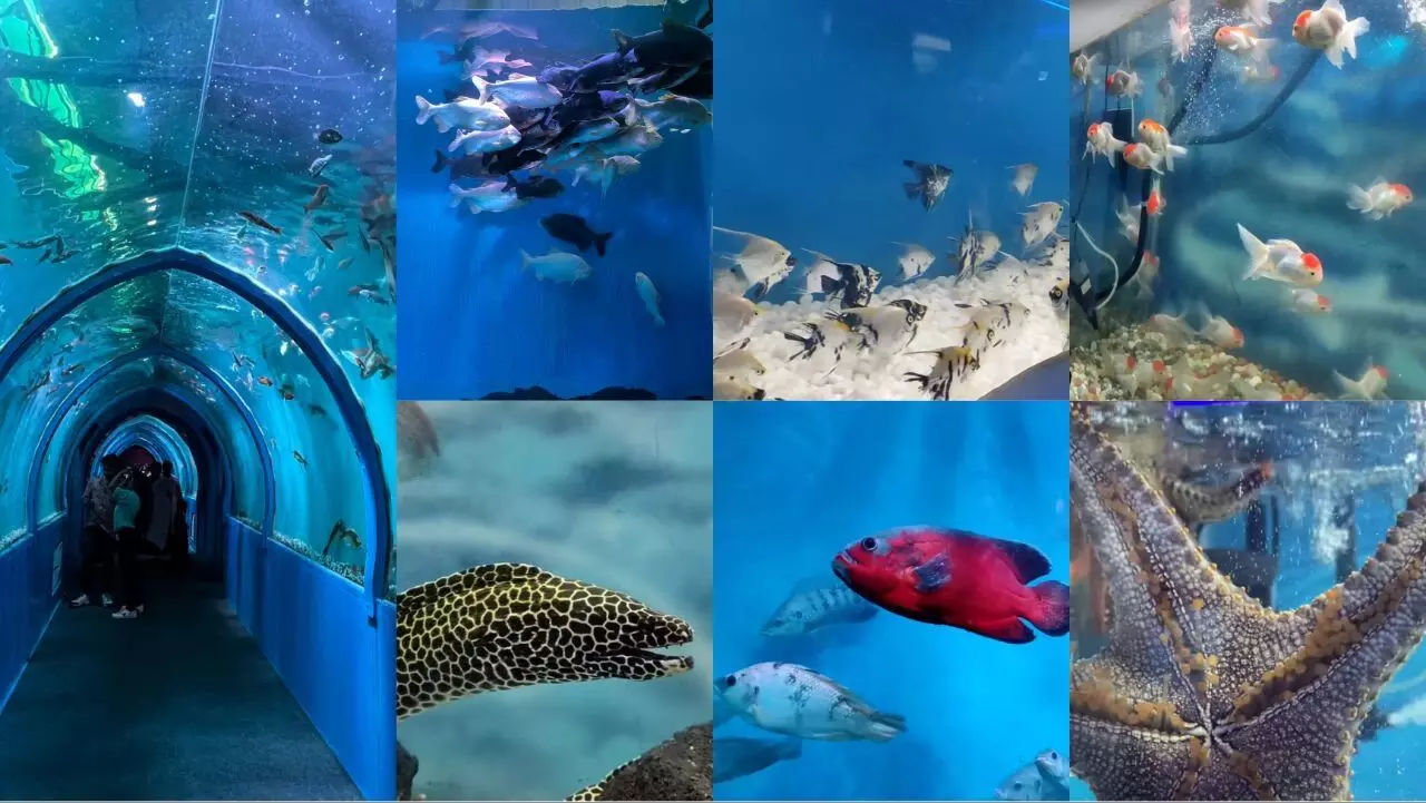 Get a glimpse of the vibrant sea world at Vizag's Underwater Tunnel Aquarium  Exhibition