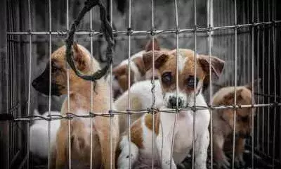 Mahashakti Mansion: Car driver booked for stray dog’s death