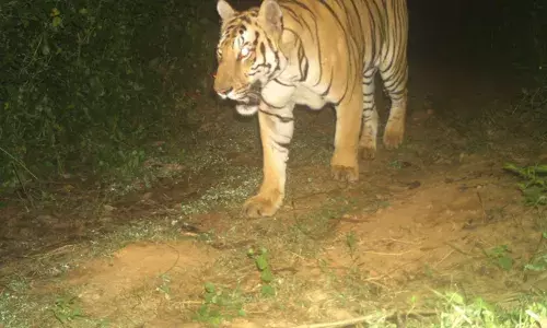 Ananthagiri:Ā TigersĀ giveĀ sleeplessĀ nightsĀ to people; operation cage launched