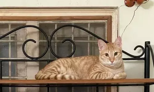 Neredmet: Indie cat stolen for `human consumptionā; case registered