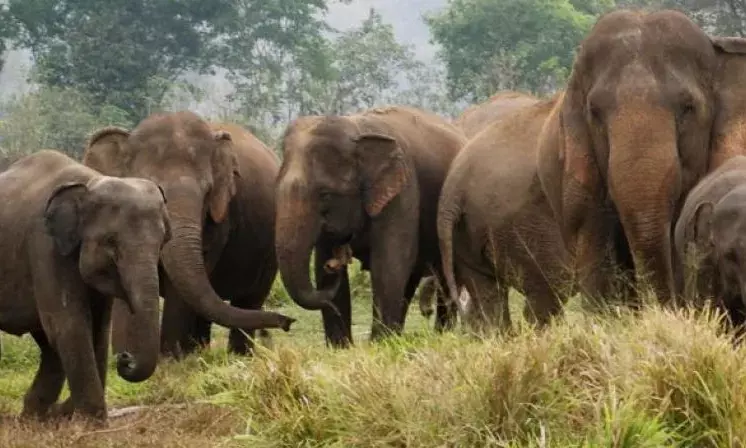 Jumbo menace: Elephant tracker trampled to death in Manyam