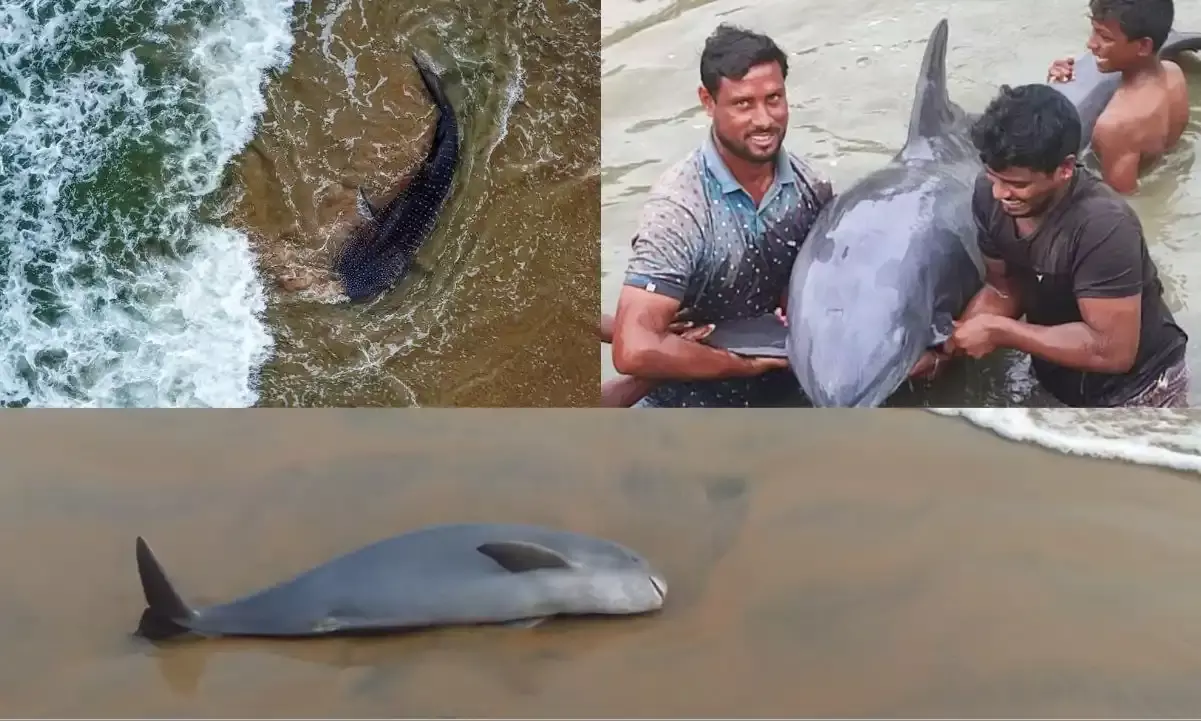 Human interference causing frequent dolphin, whale shark strandings in AP beaches