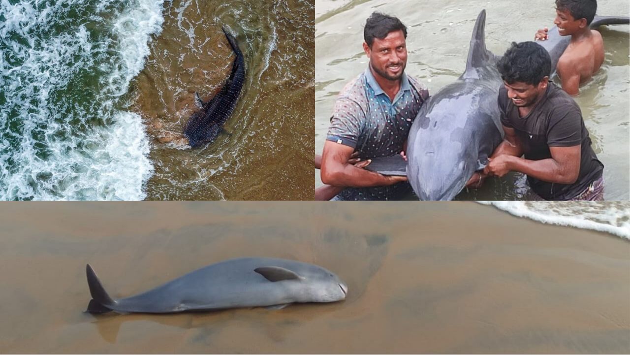 Human interference causing frequent dolphin, whale shark strandings in