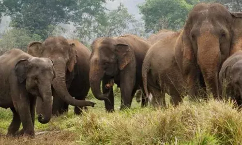 Jumbo menace: Elephant tracker trampled to death in Manyam
