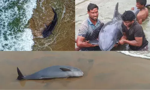 Human interference causing frequent dolphin, whale shark strandings in AP beaches