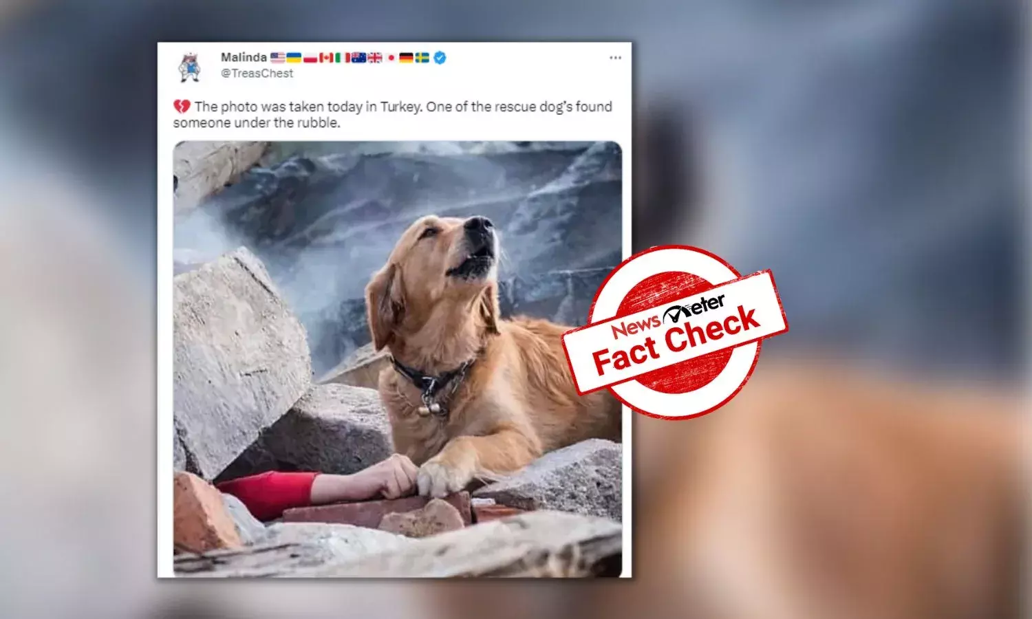 Old stock image of dog linked to recent Turkey-Syria earthquake