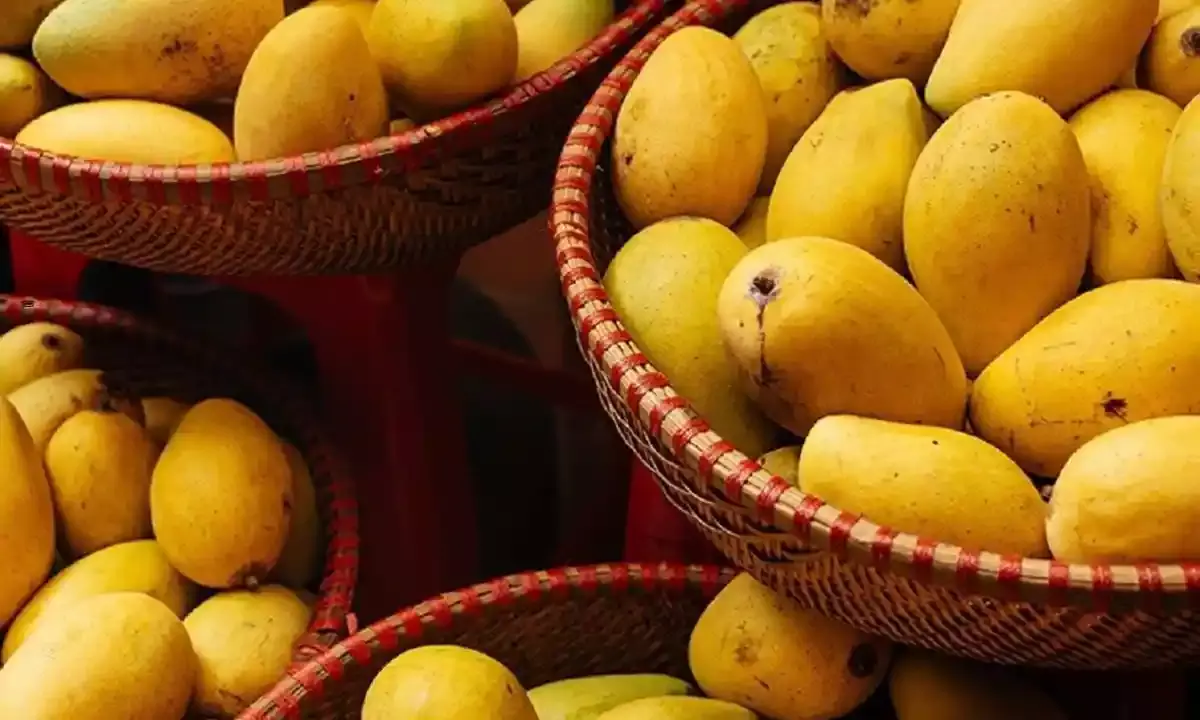 Andhra Pradesh: After two years, mango yield likely to soar this season