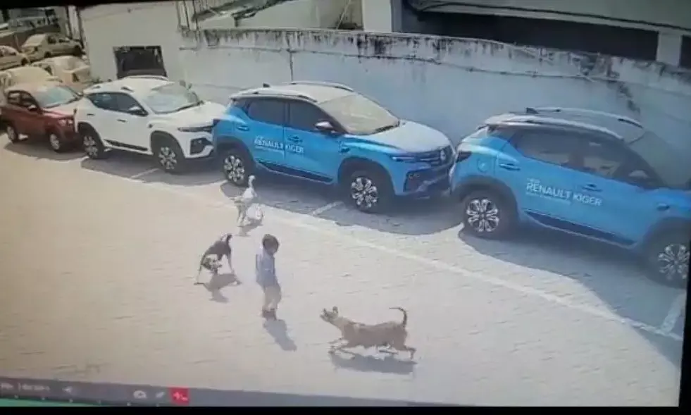 4-year-old died after attack by street dogs in Hyderabad
