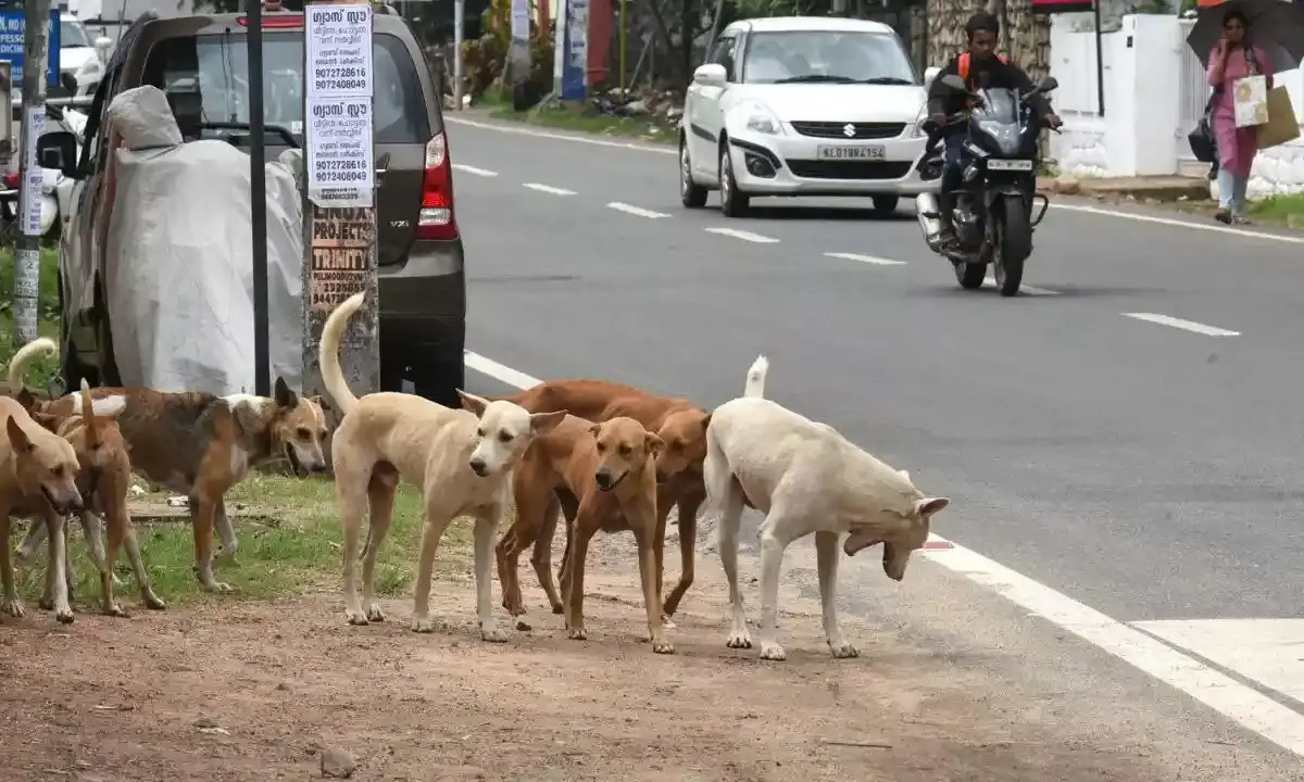 Stray dog attack: Steps to control stray dog menace in Hyderabad