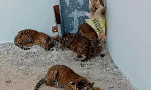 tiger cubs