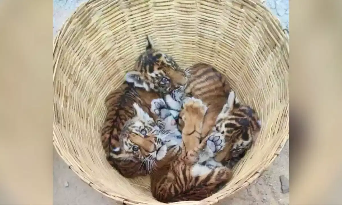 tiger cubs