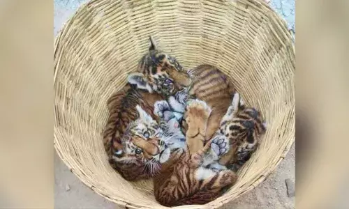 tiger cubs