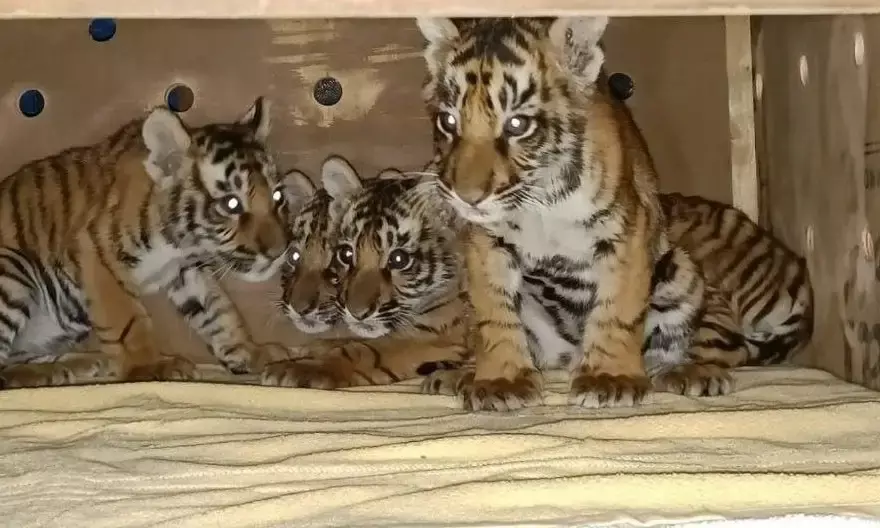 tiger cubs