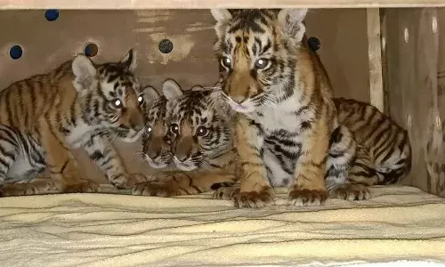 tiger cubs