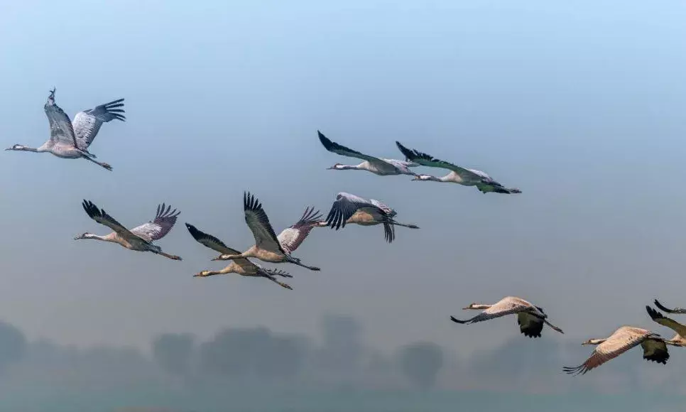 common cranes