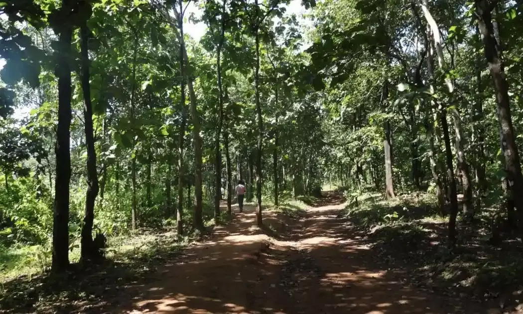 Forestland regularization: Telangana HC issues notice, asks government to adhere to ROFR act