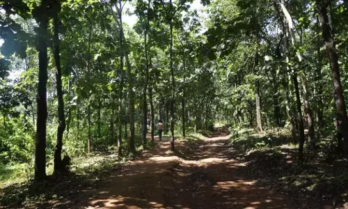 Forestland regularization: Telangana HC issues notice, asks government to adhere to ROFR act