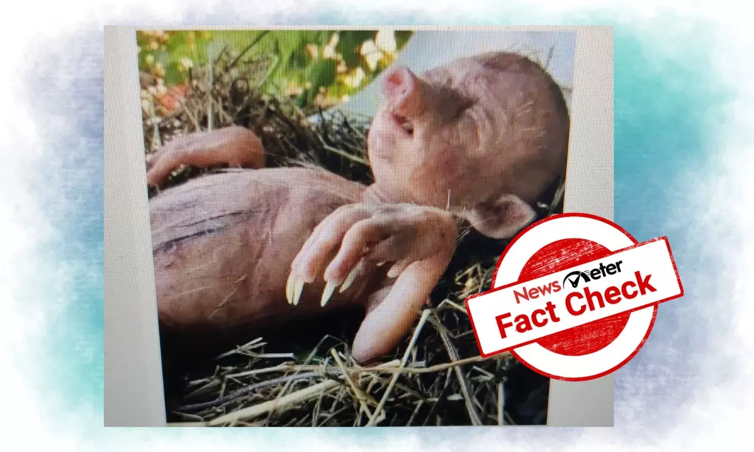 Viral images of human-pig hybrid are fake