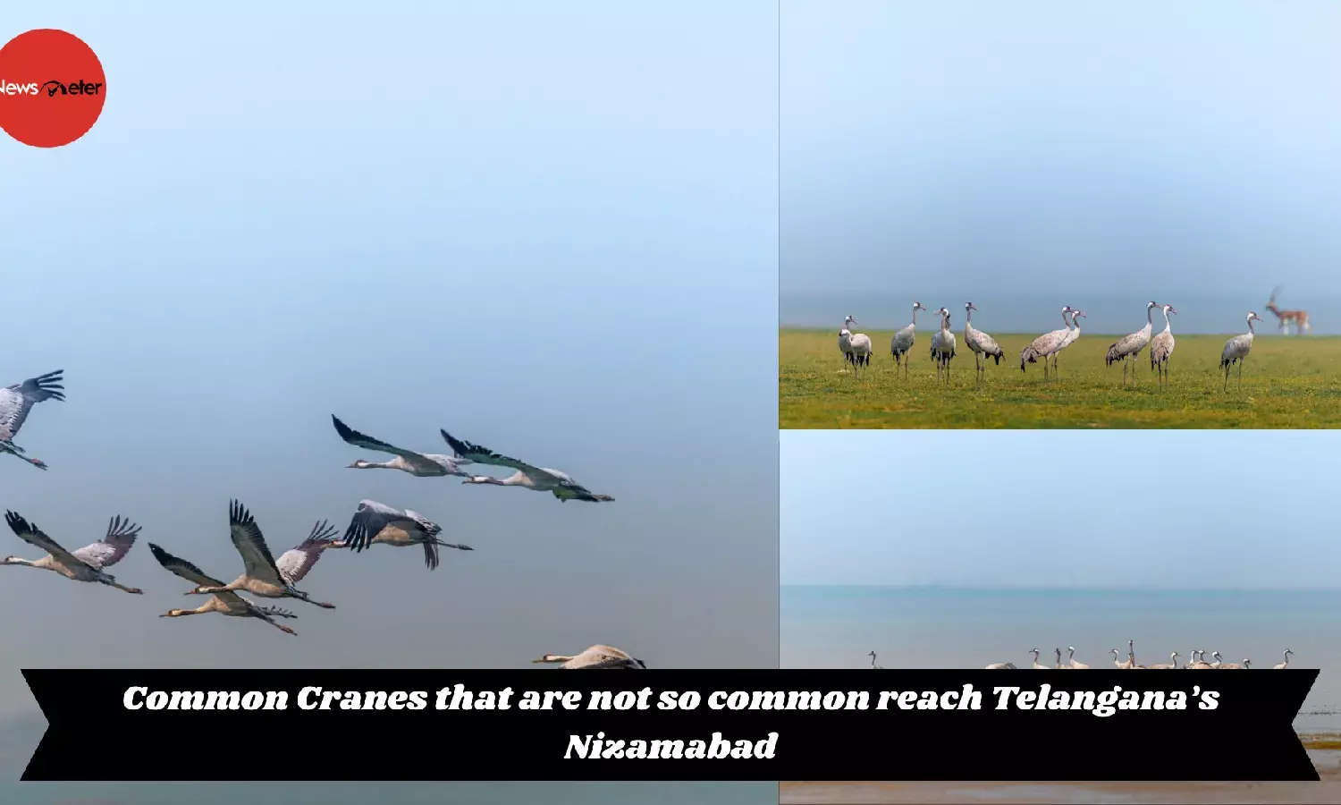 Common Cranes that are not so common reach Telangana’s Nizamabad