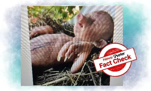 Viral images of human-pig hybrid are fake