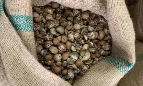 Vizag: Customs bust smuggling ring, seize areca nuts worth Rs 5.5 Cr