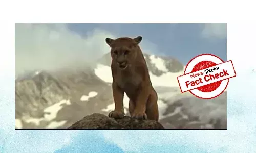 Fact Check: Did The Bear get nominated for Guinness Book of World Records? No