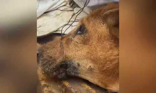 During relocation at the Woxsen University, a dog is coiled up with metal wire