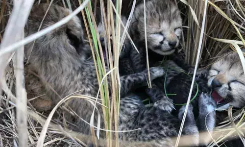 Cheetah cubs at Kuno National Park