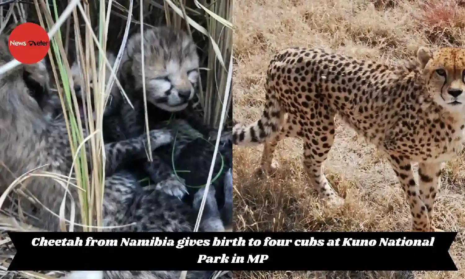 Cheetah from Namibia gives birth to four cubs at Kuno National Park in MP