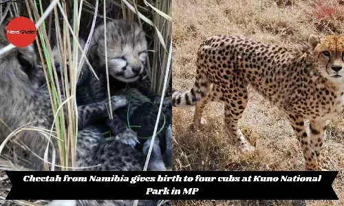 Cheetah from Namibia gives birth to four cubs at Kuno National Park in MP