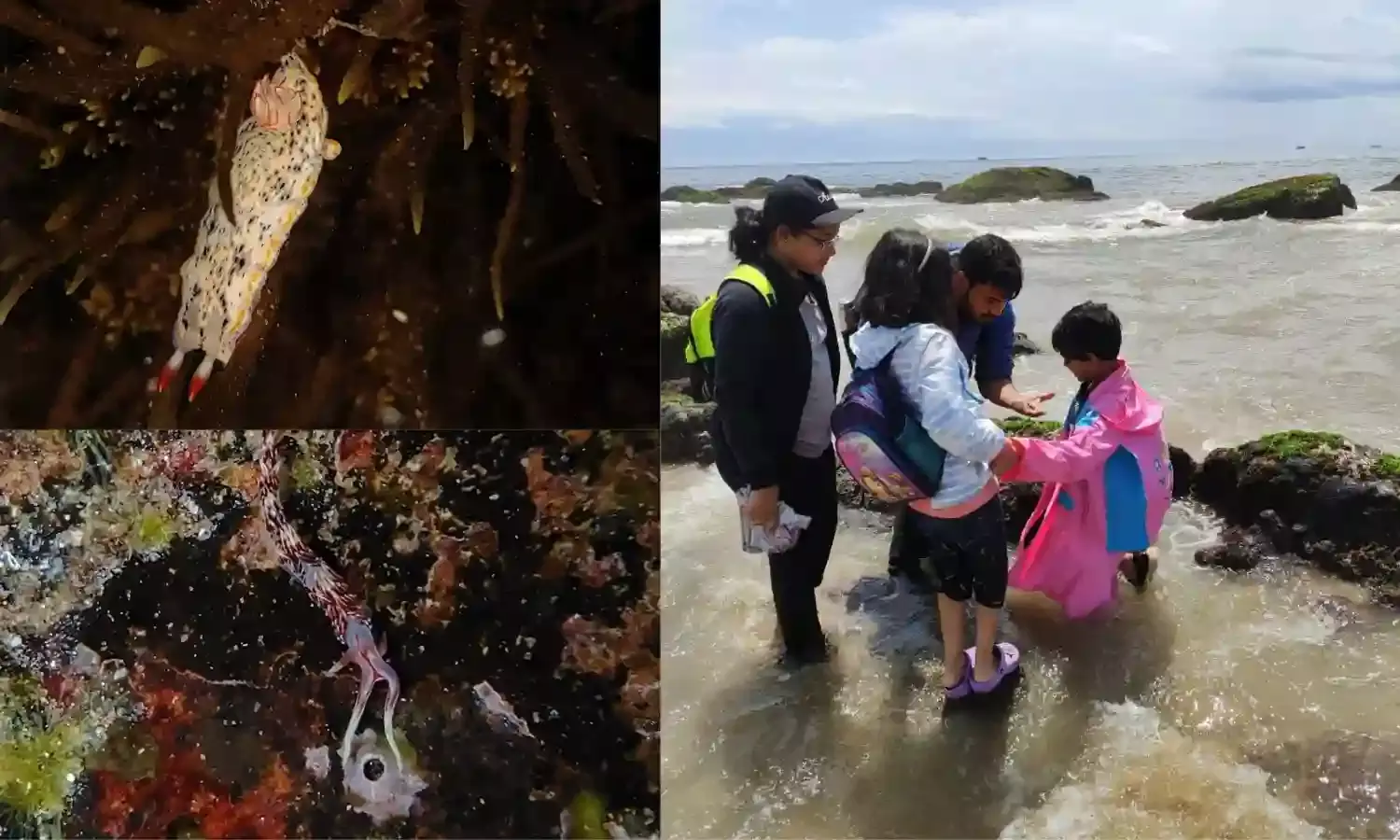 Intertidal Walks in Visakhapatnam beach
