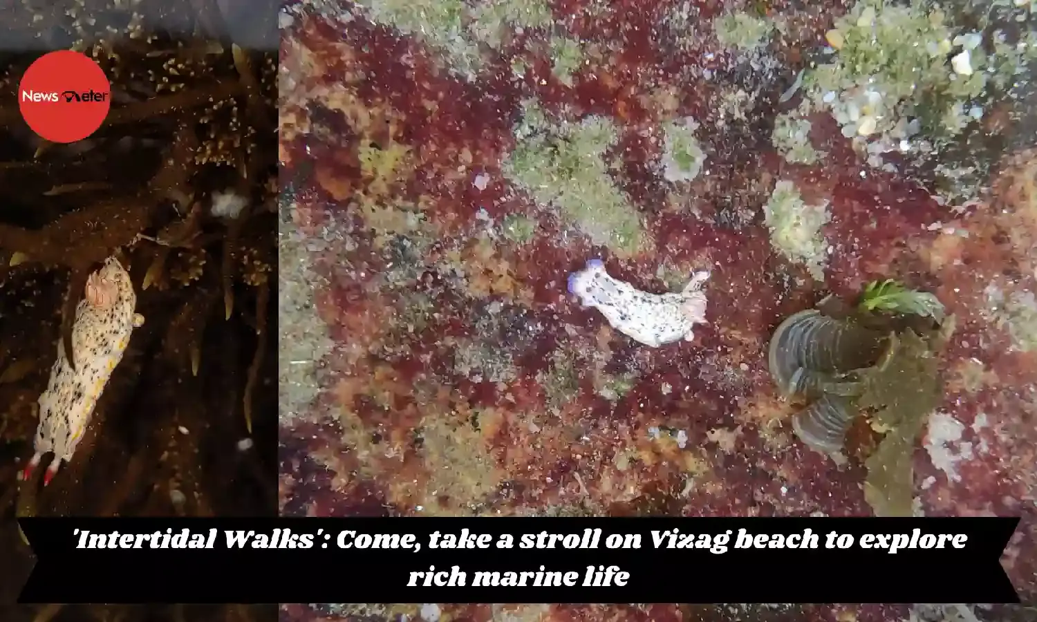Intertidal Walks: Come, take a stroll on Vizag beach to explore rich marine life