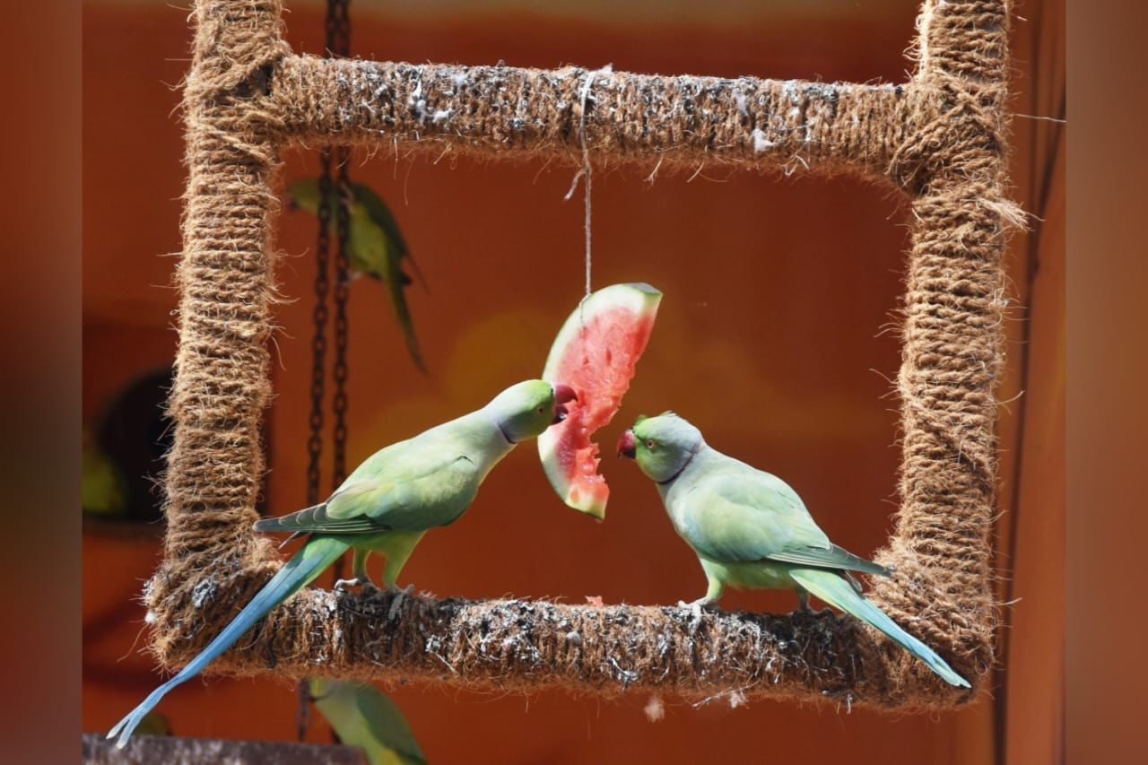 Sprinklers & coolers Hyderabad zoo prepares to keep animals cool this