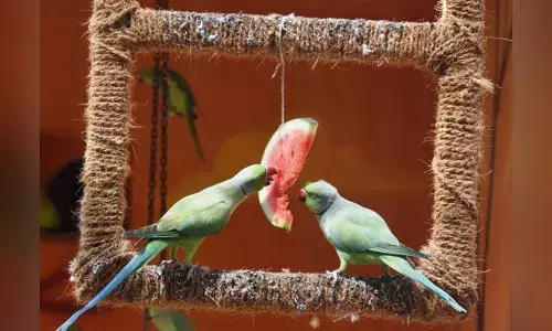 Birds at the Nehru Zoological Park Hyderabad