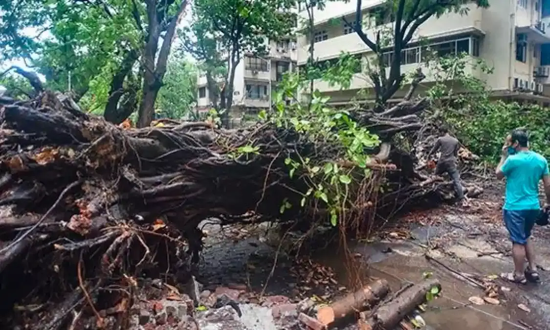 Maharashtra: 7 killed, 23 injured after 100-year-old tree falls in Akola