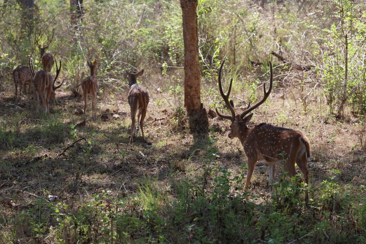 Andhra Pradesh forest dept suspects wider crime syndicate after finding ...