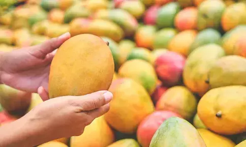 Sweet mango turns sour for Andhra farmers