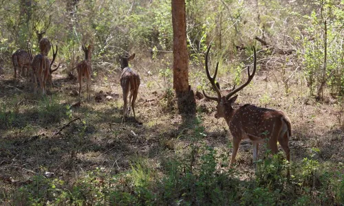Andhra Pradesh forest department arrested a priest, for possessing the deer skin